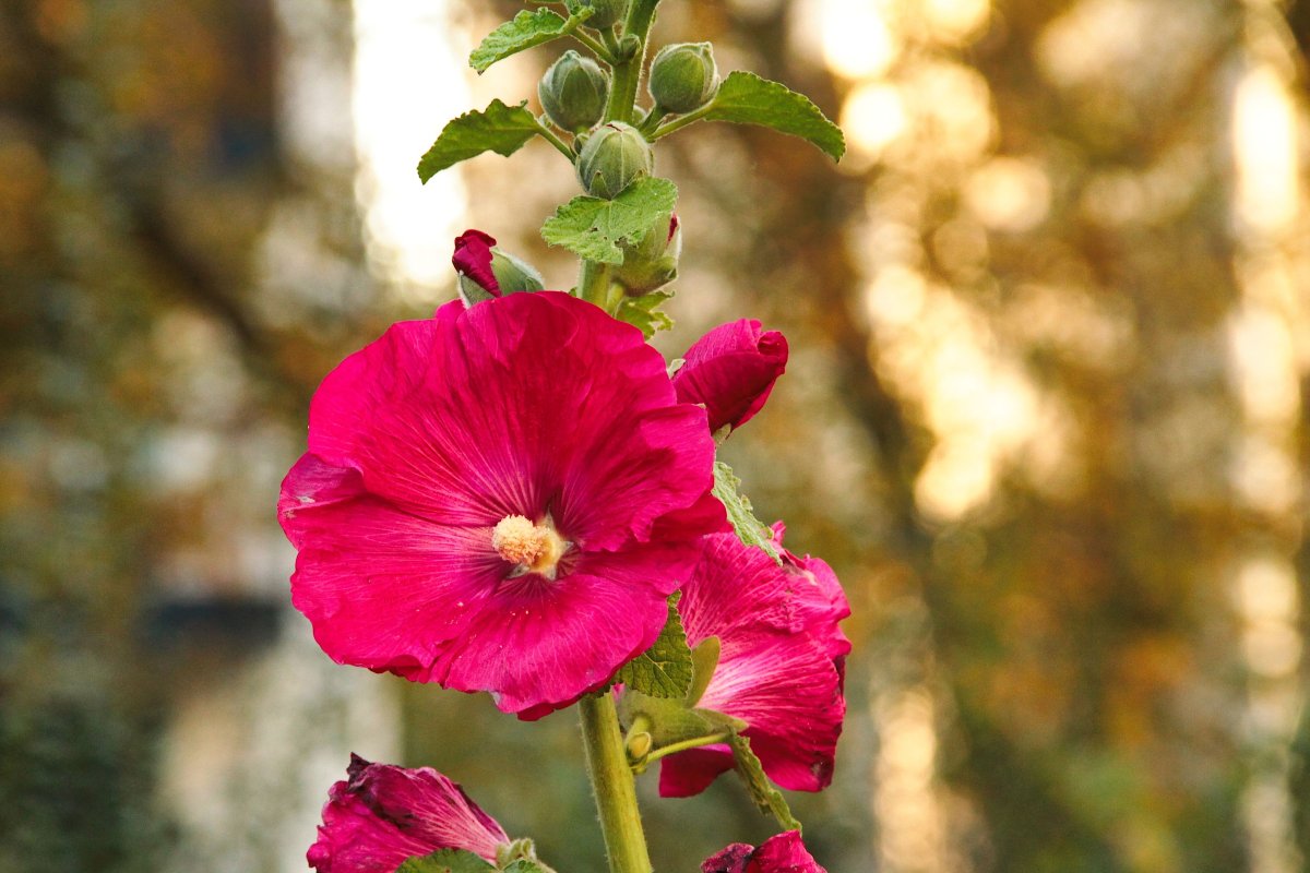 Hollyhock Мальва