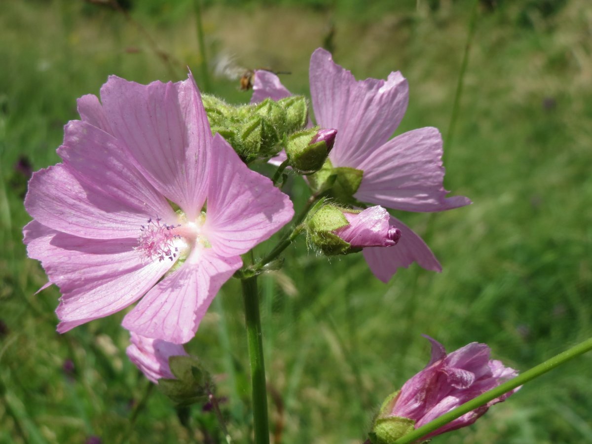 Мальва moschata