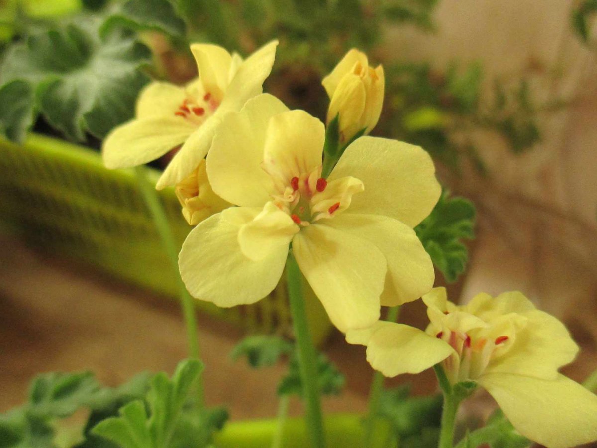 Желтая пеларгония first Yellow