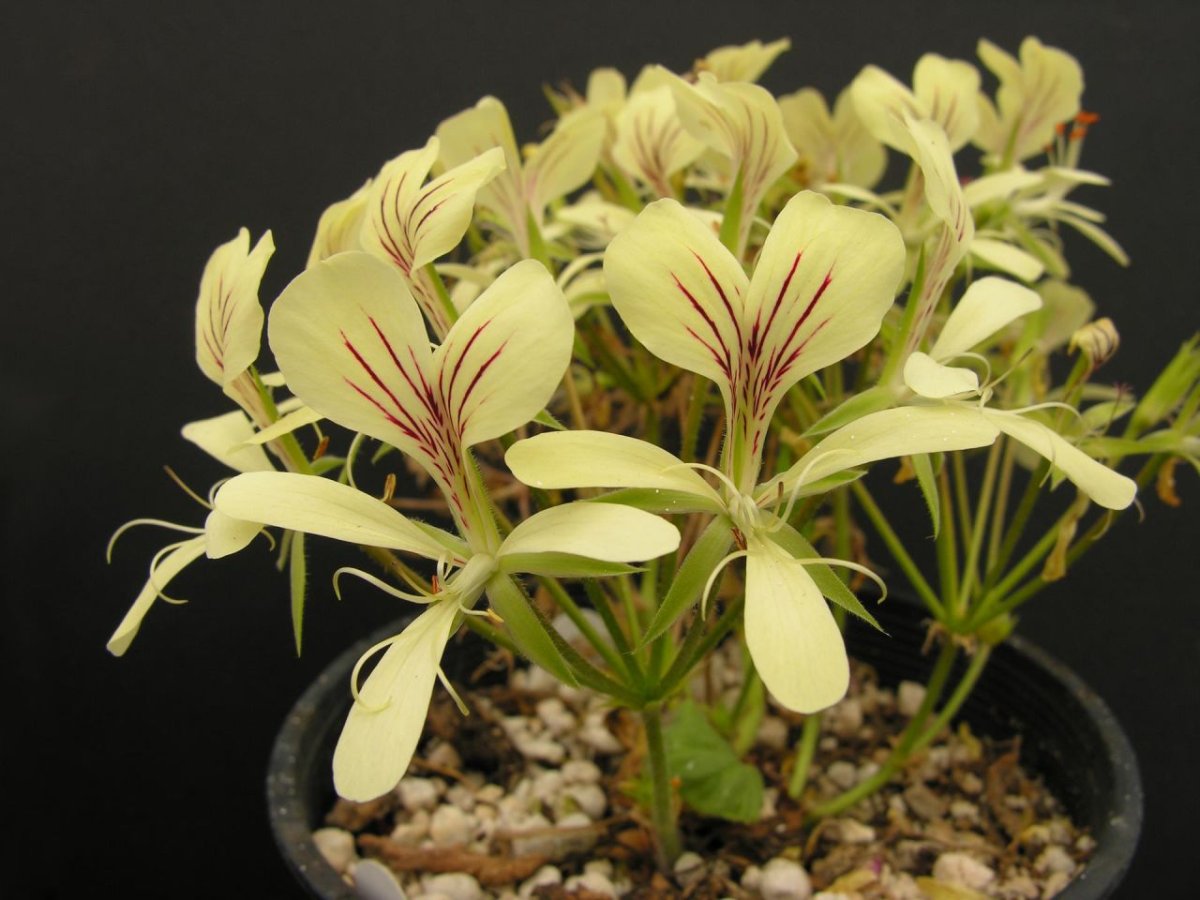 Pelargonium oblongatum