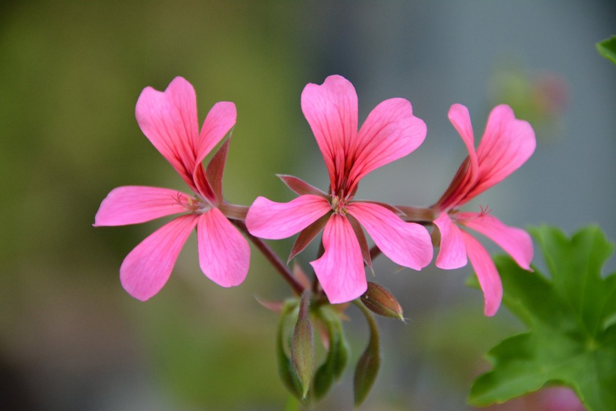 Герань splendens