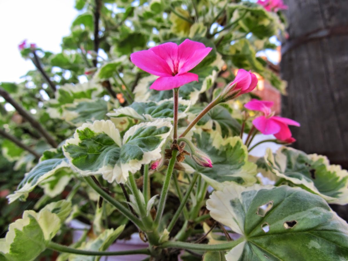 Pelargonium Цитрон