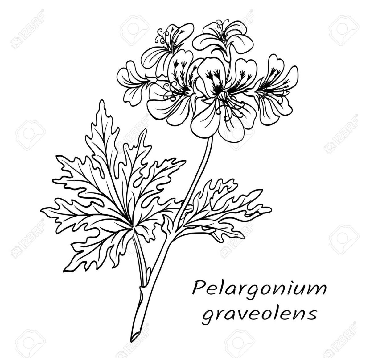 Пеларгония graveolens рисунок
