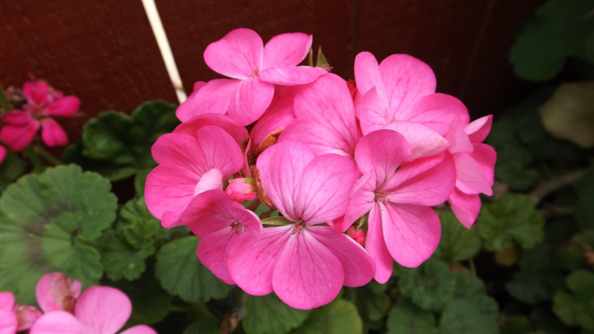 Пеларгониум розовый (Pelargonium Roseum)