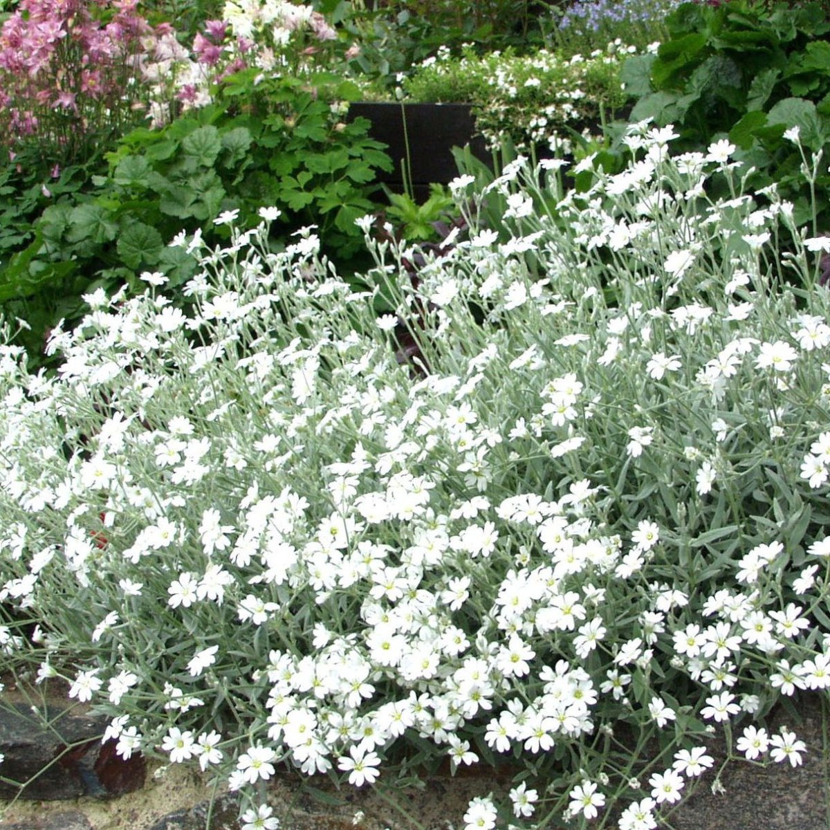 Ясколка войлочная Silberteppich