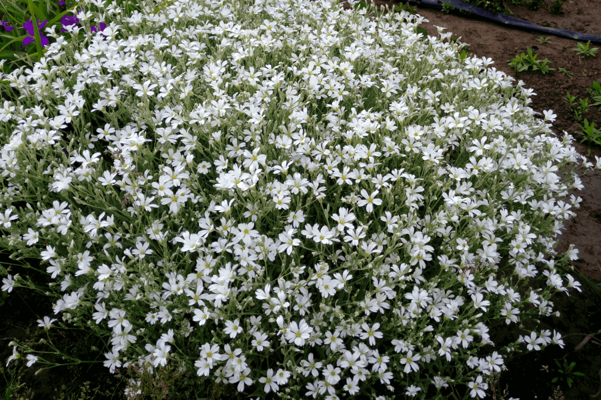Ясколка войлочная (Cerastium tomentosum)