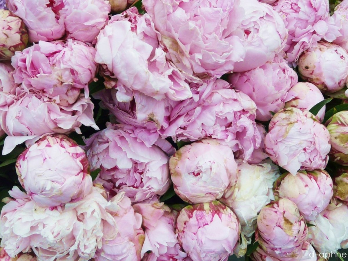 Пиони Пинк Peony Pink роза