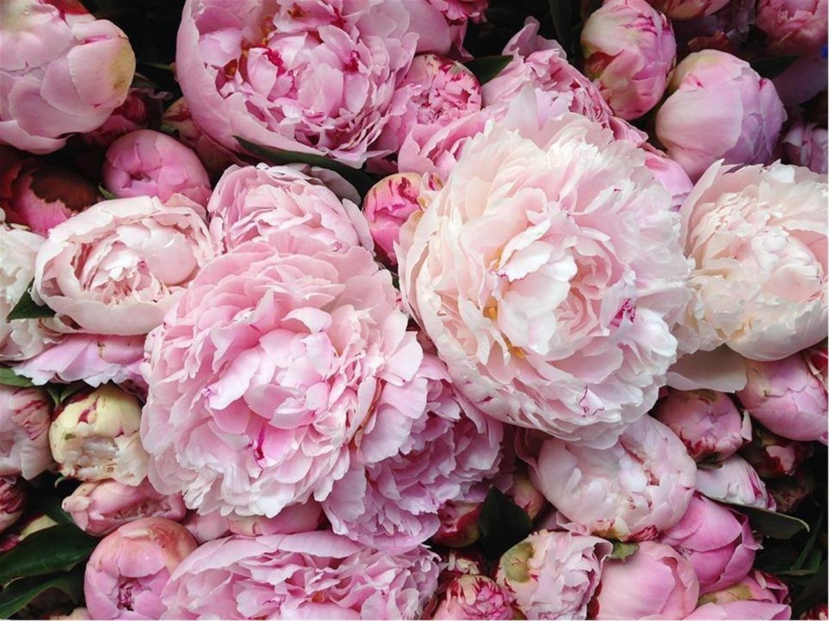 Пион розовый (Peony the Pink)