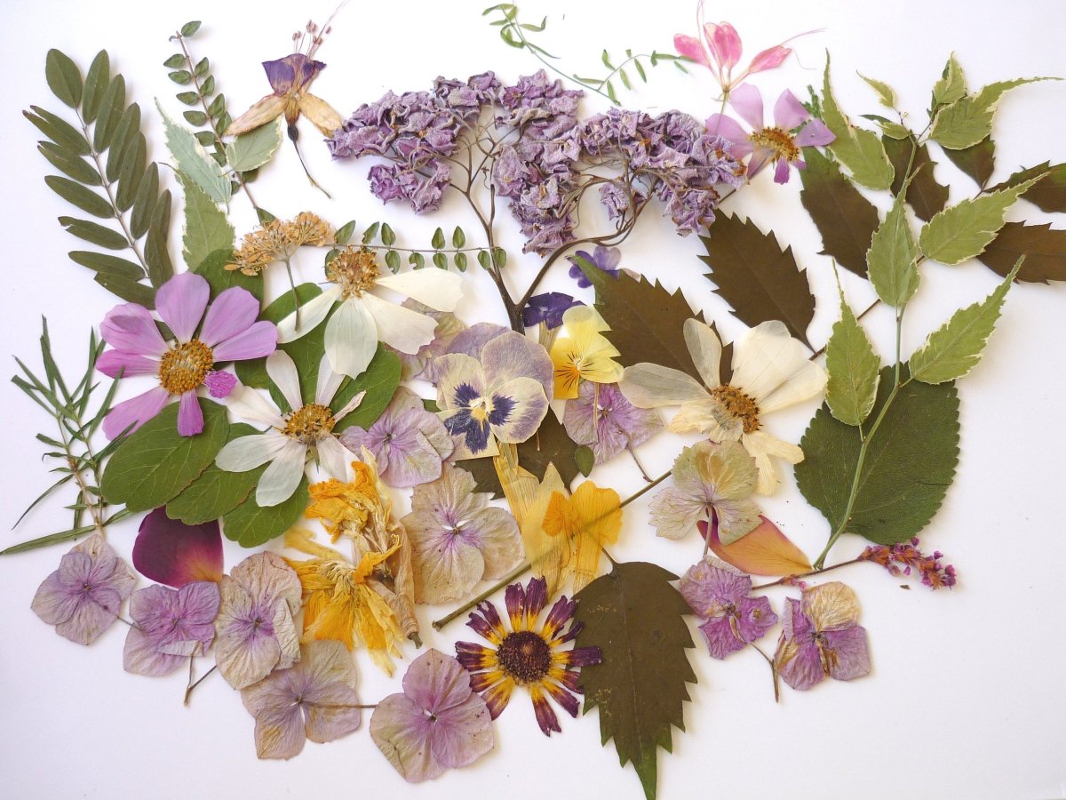 Pressed Flowers