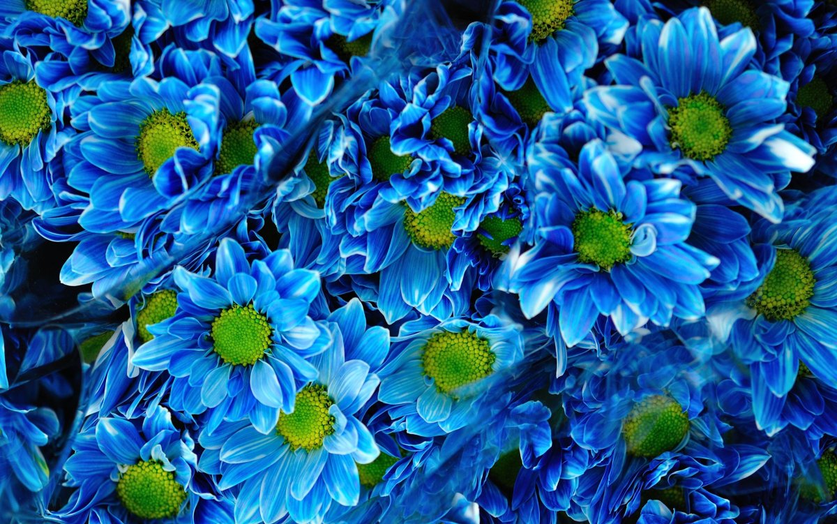 Сине зеленые цветы