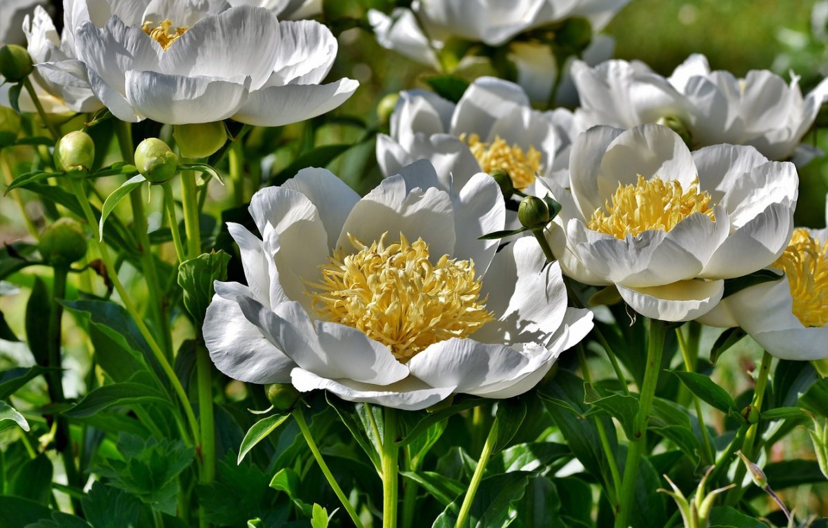 Пион Japanese White