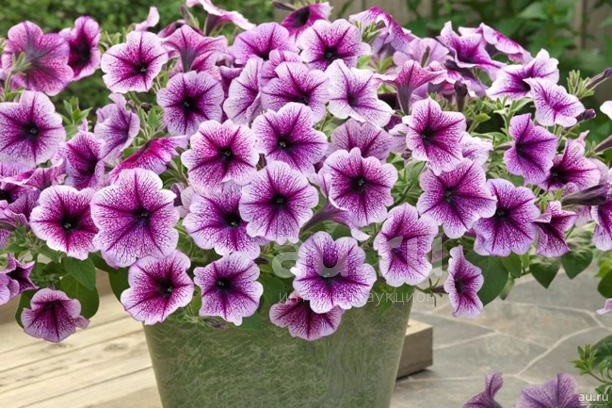 Петуния ампельная опера Суприм Purple Vein