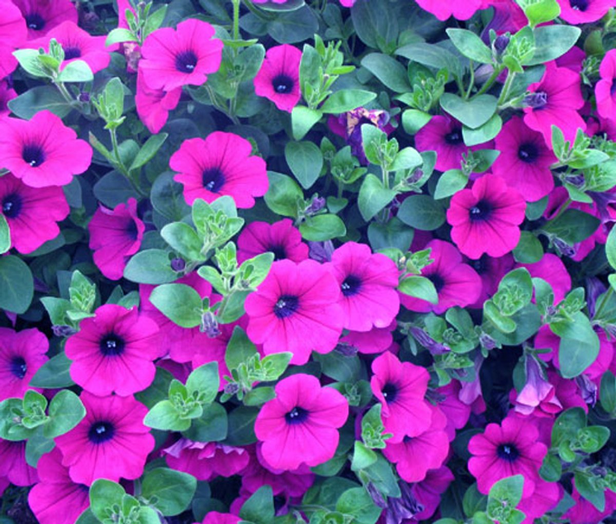 Petunia violacea