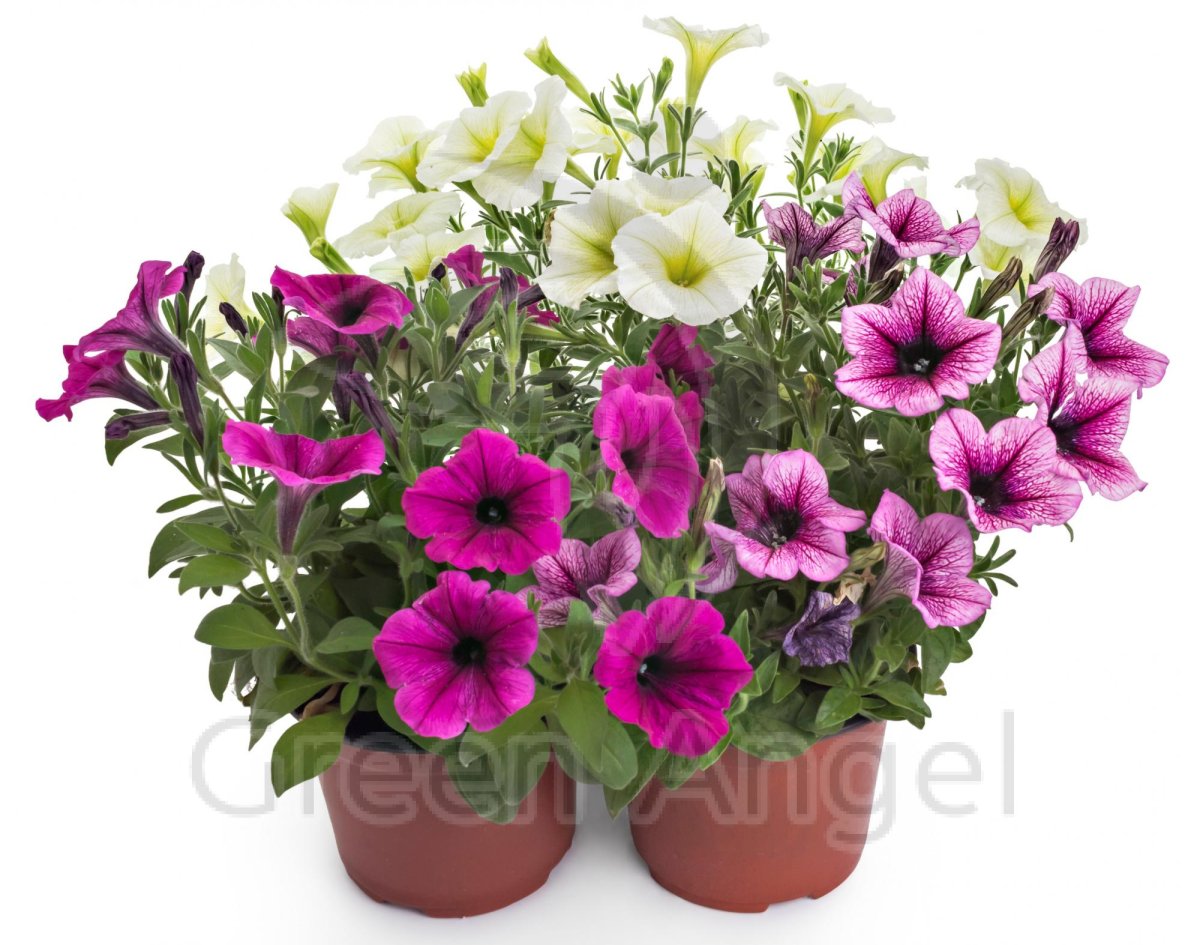 Петуния Fanfare Rose Morn