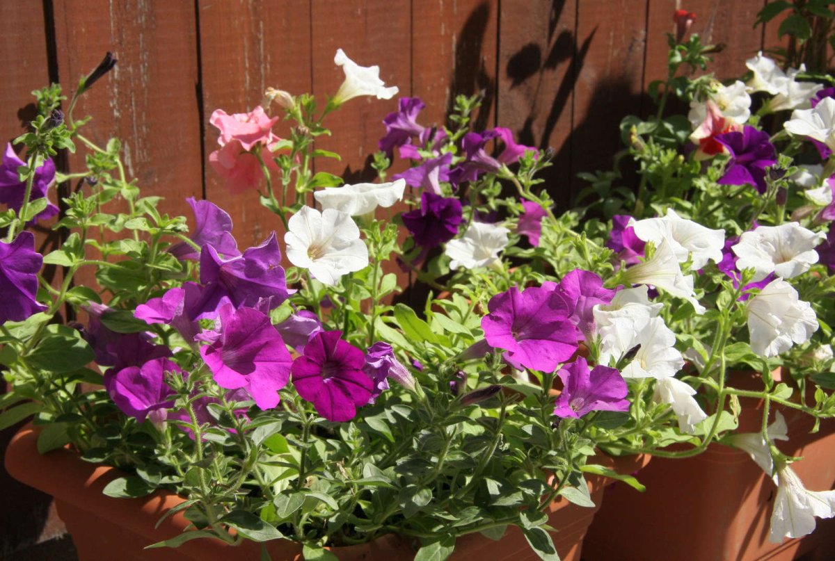 Petunia exserta