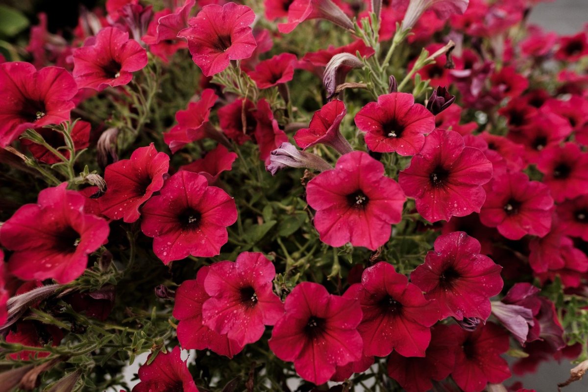 Petunia ×atkinsiana