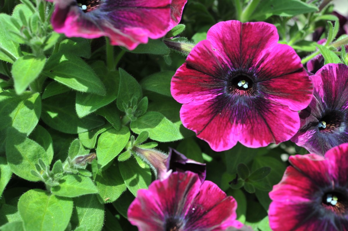 Петуния Sweetunia Purple Gem