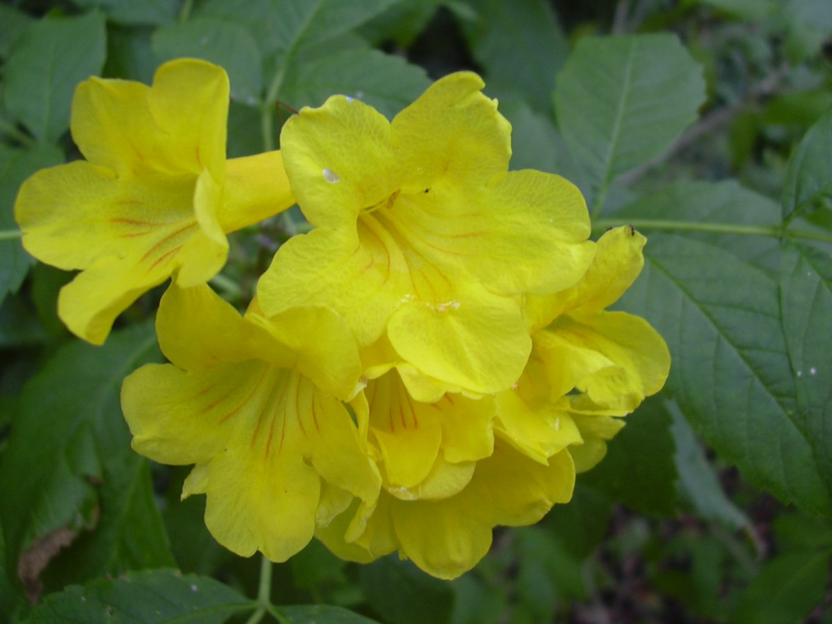 Tecoma Stans, Yellow Trumpetbush