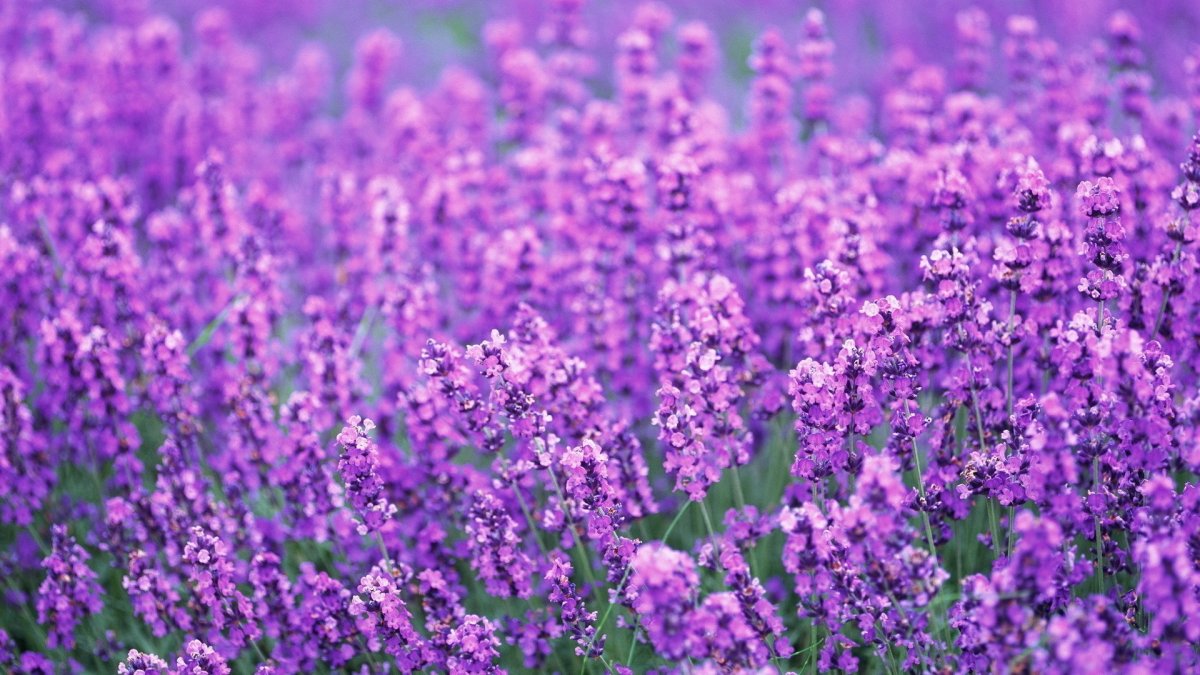 Мелкие фиолетовые полевые цветы