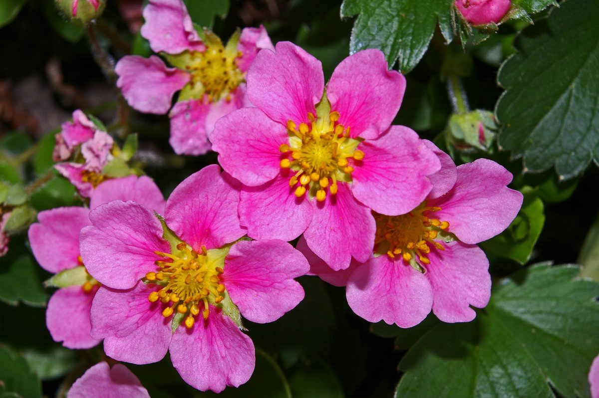 Клубника цветущая розовыми цветами сорт