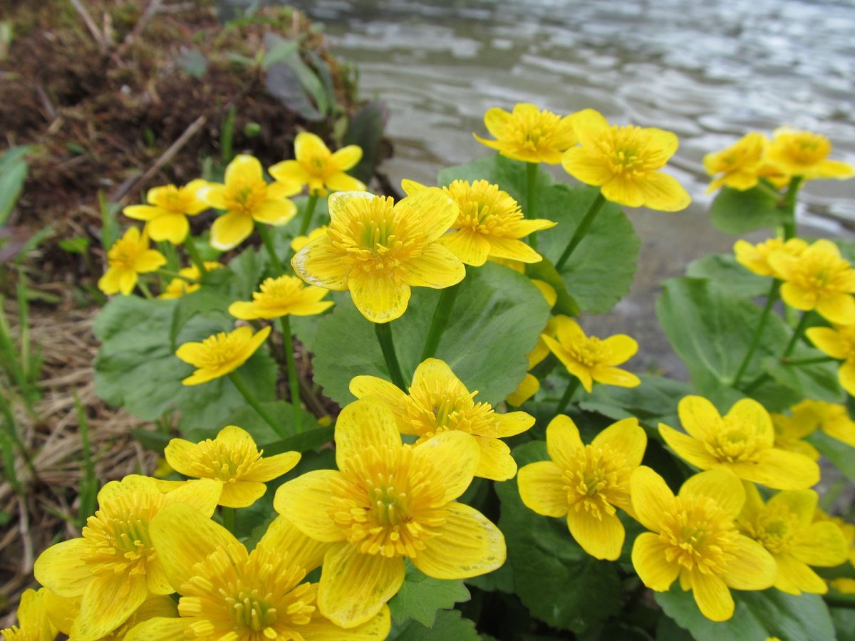 Калужница Болотная Caltha palustris