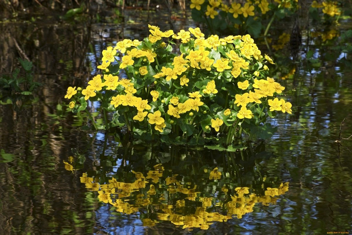 Калужница Лесная