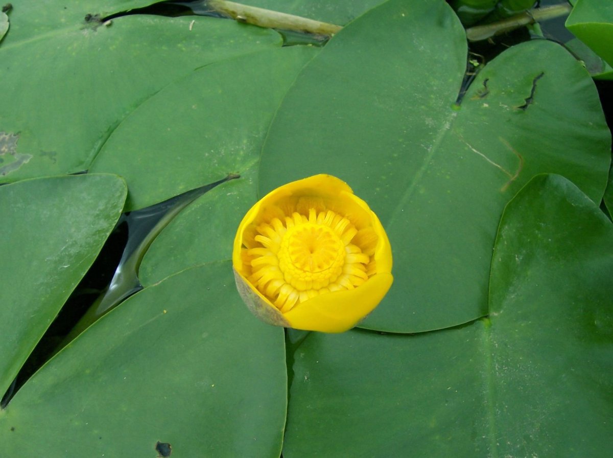 Кубышка желтая — Nuphar lutea (l.) Smith
