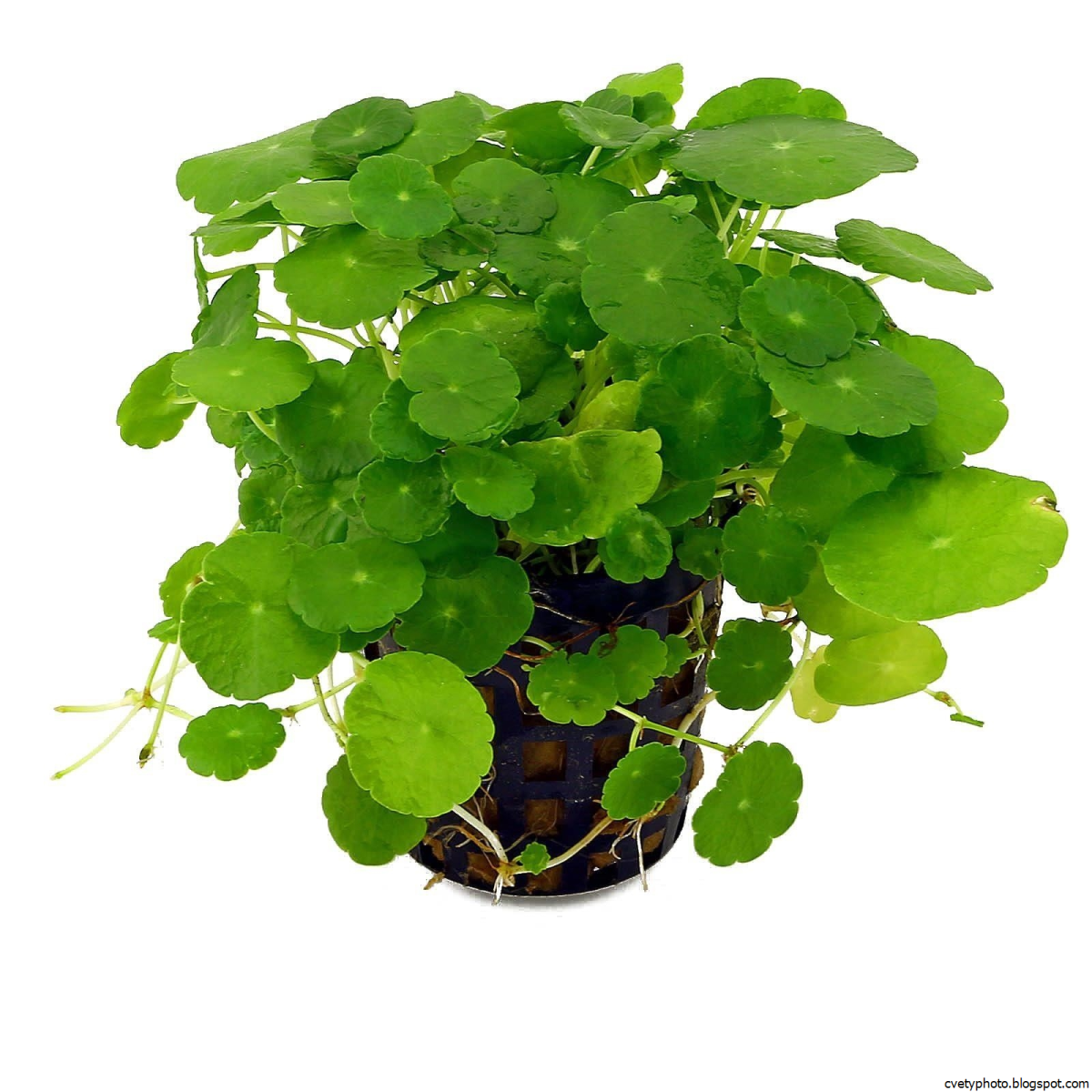 Hydrocotyle verticillata (Гидрокотила вертикальная)