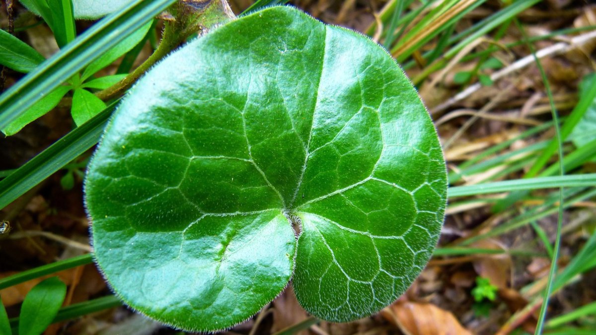 Копытень Европейский Asarum europaeum