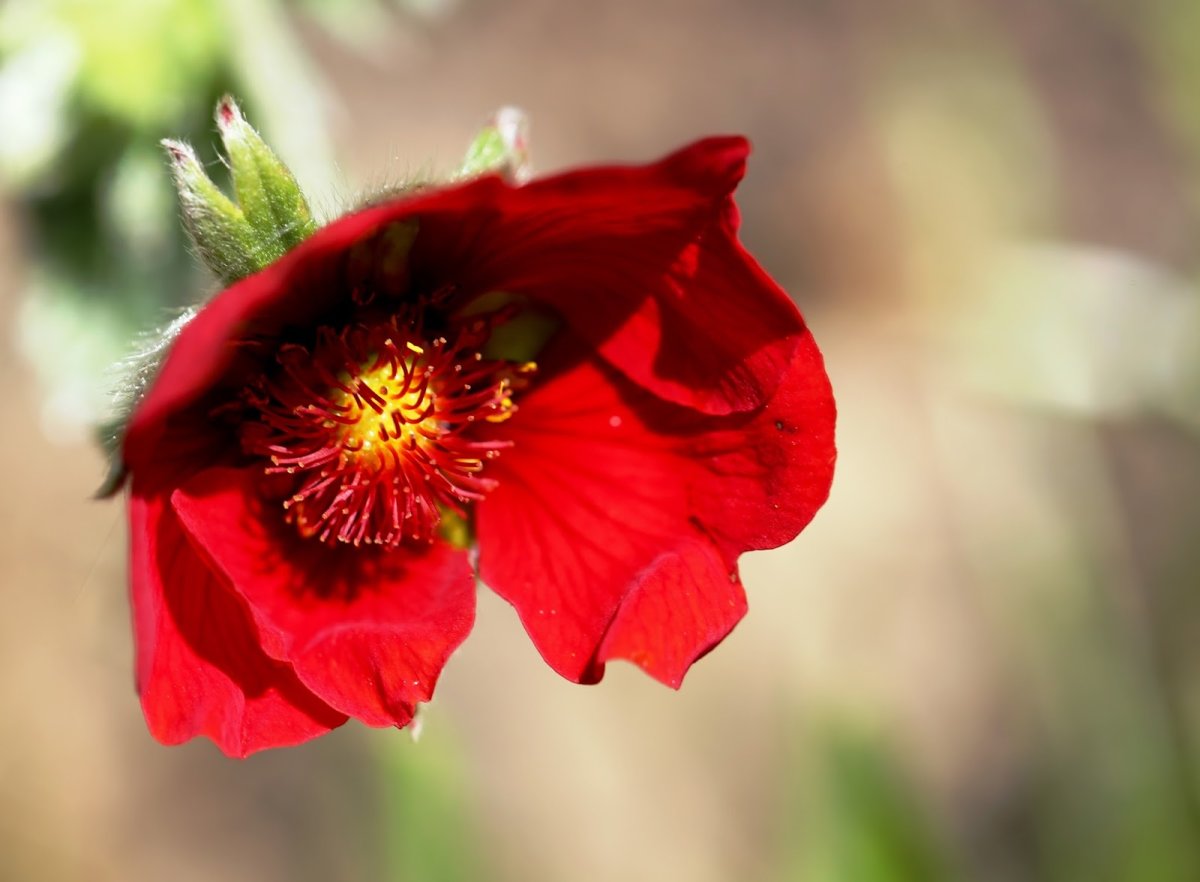 Potentilla atrosanguinea Red