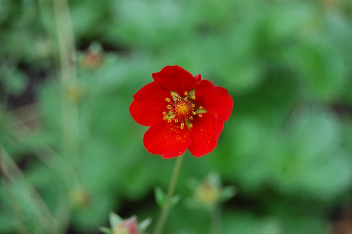 Potentilla atrosanguinea