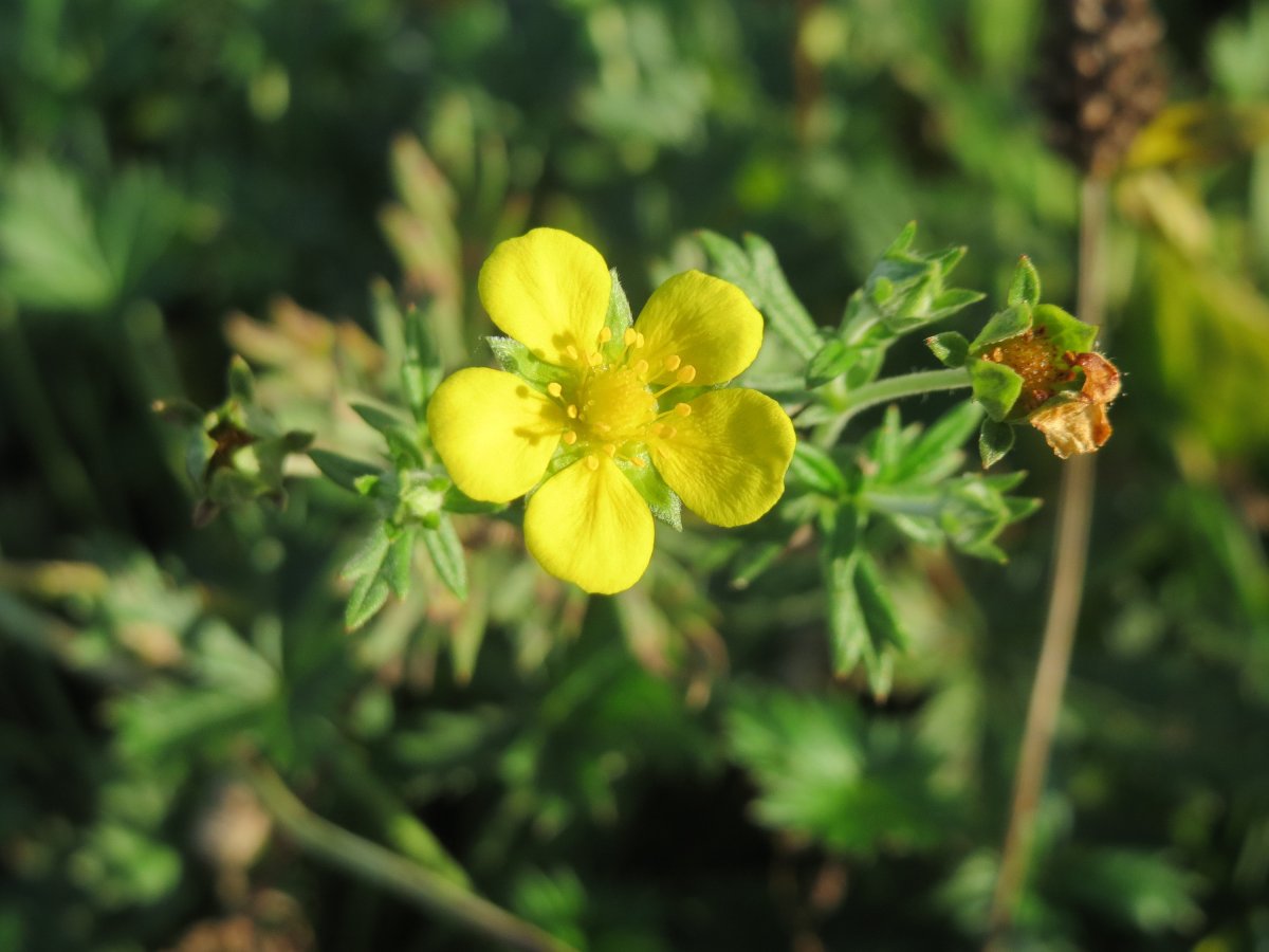 Potentilla canadensis