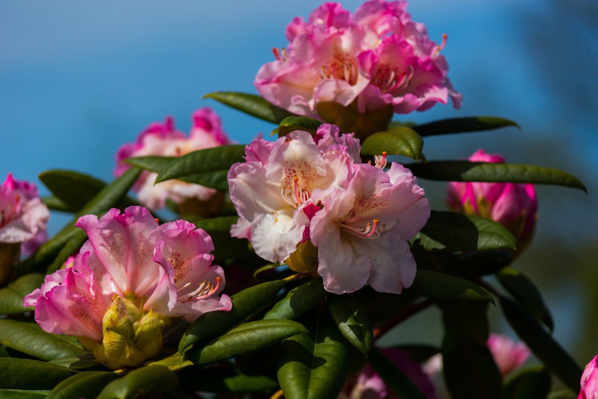 Азалия/рододендрон (Rhododendron Gomer Waterer c4)