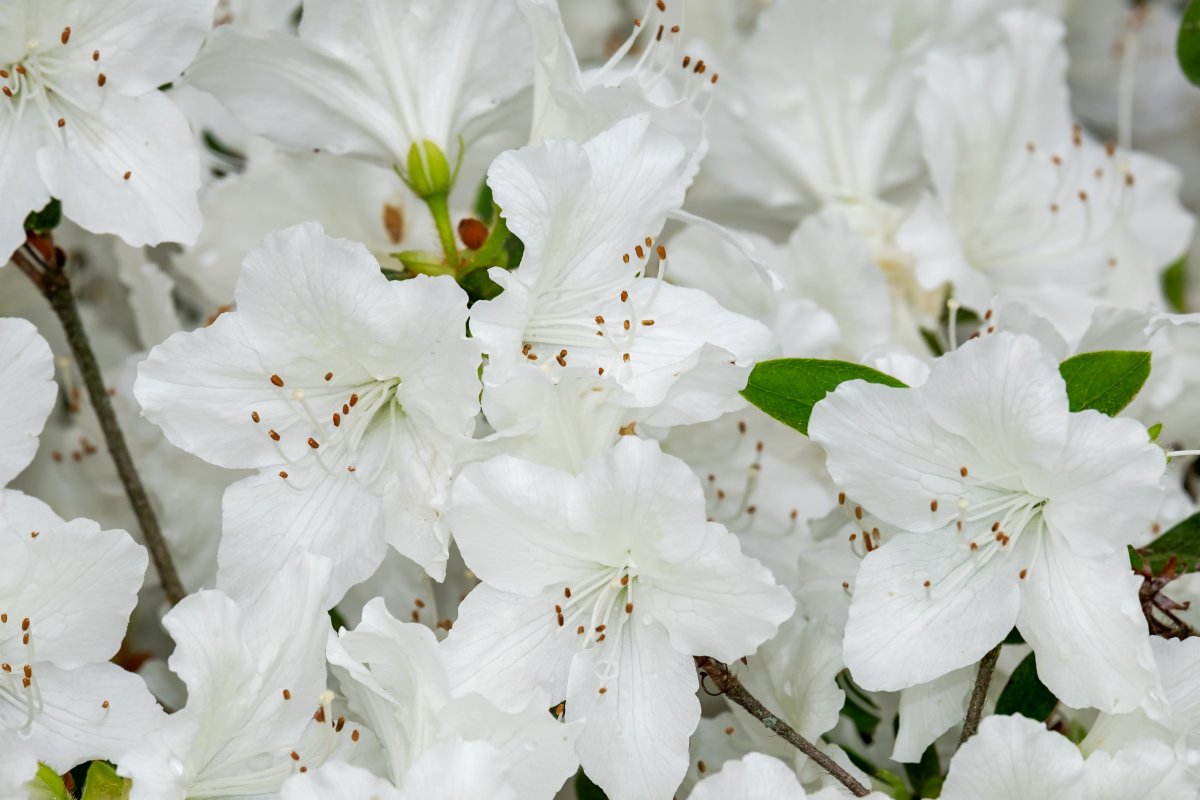 Azalea japonica 'Schneeperle'