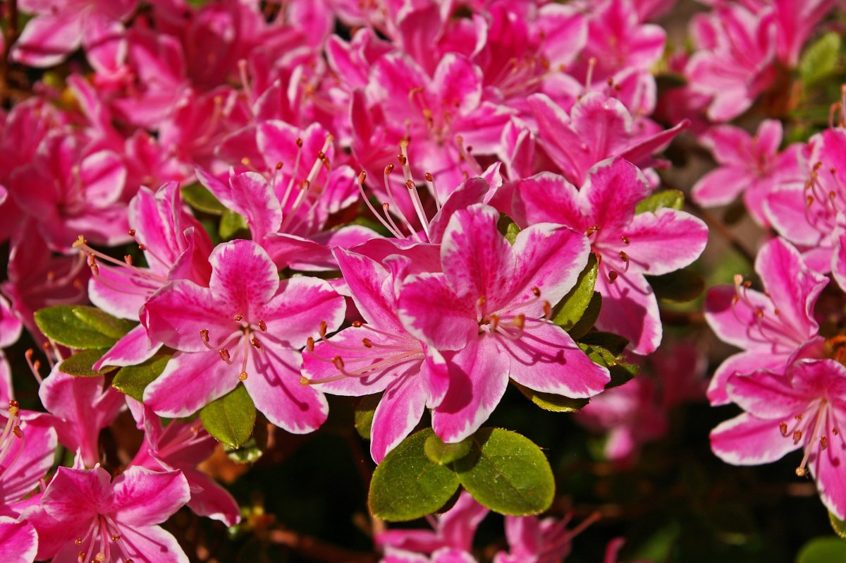 Азалия кустарник