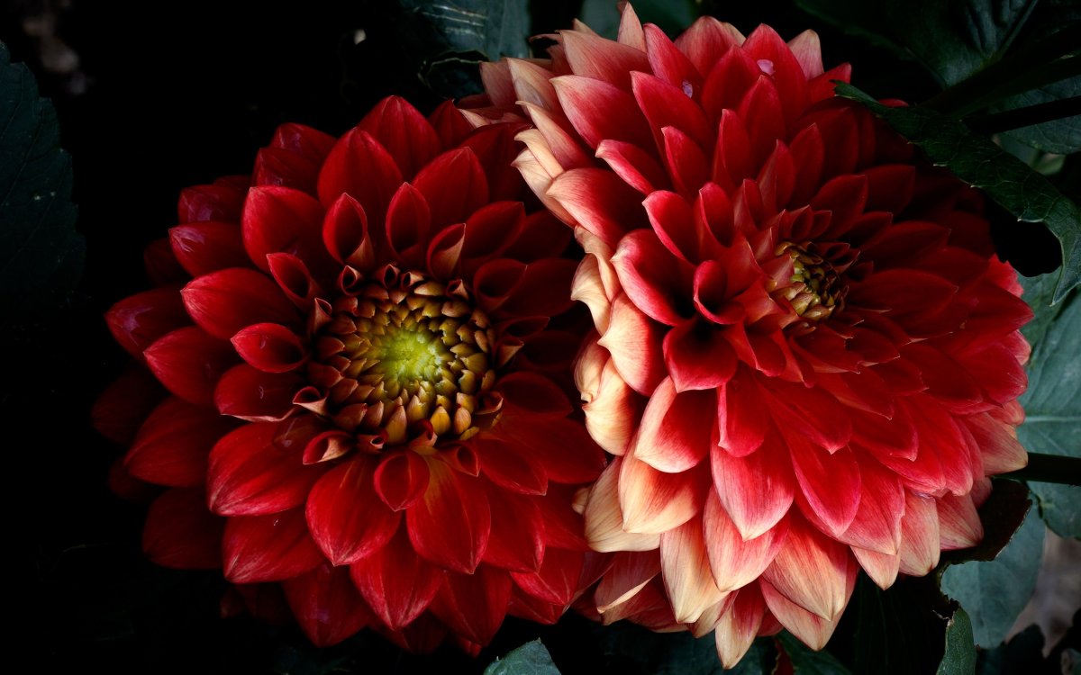 Георгина Gallery Bordeaux, Dark Red