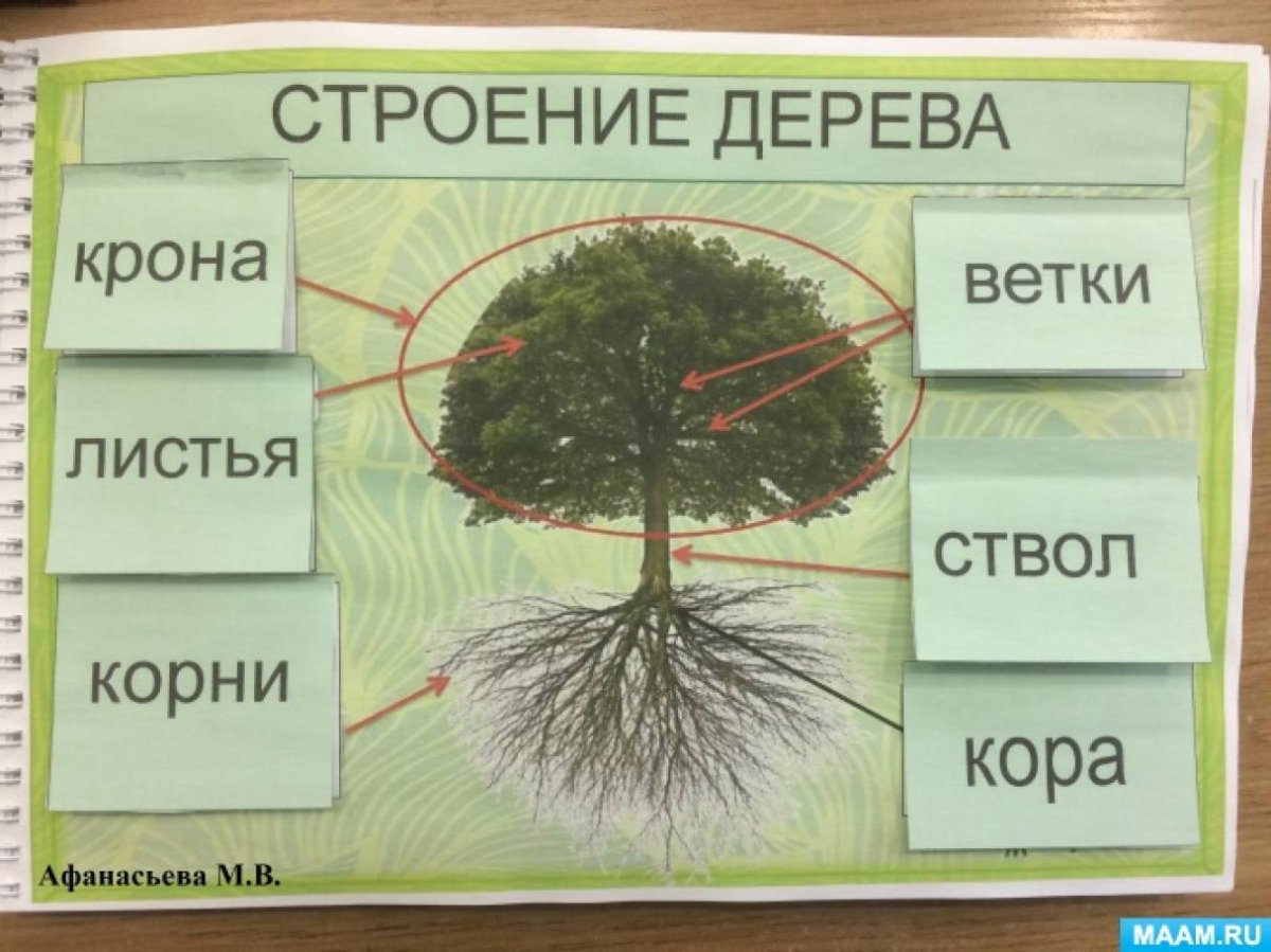 Части дерева