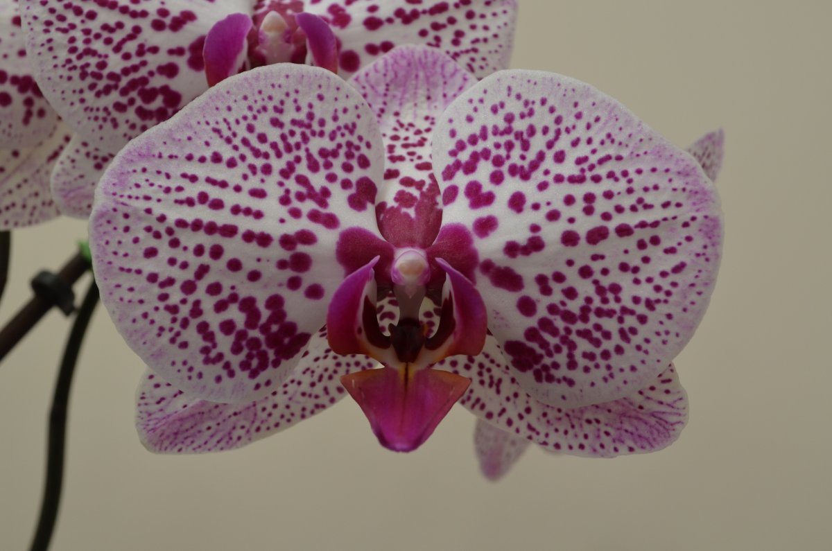 Орхидея spotty Pink