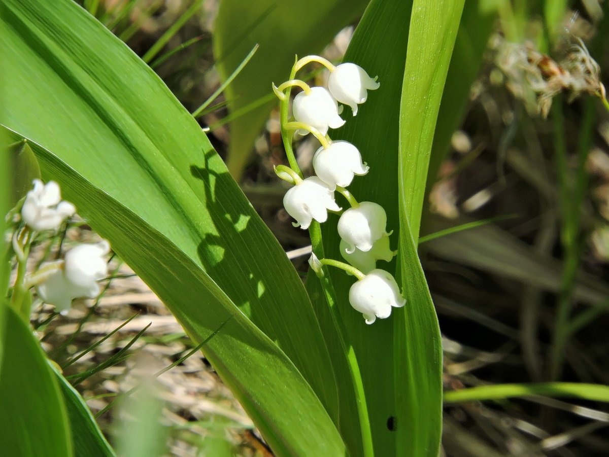 Лесное растение с белыми цветами