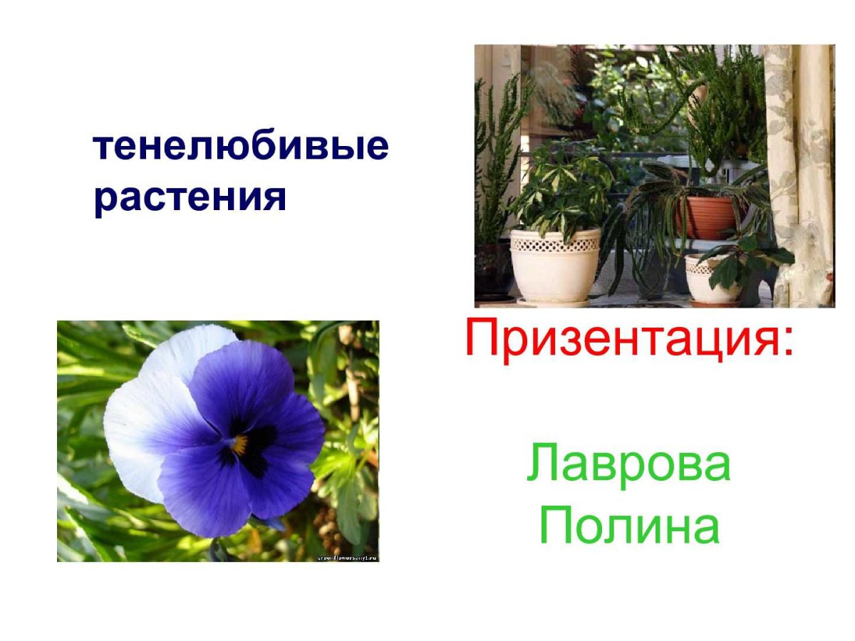 Ирисы светолюбивые или тенелюбивые