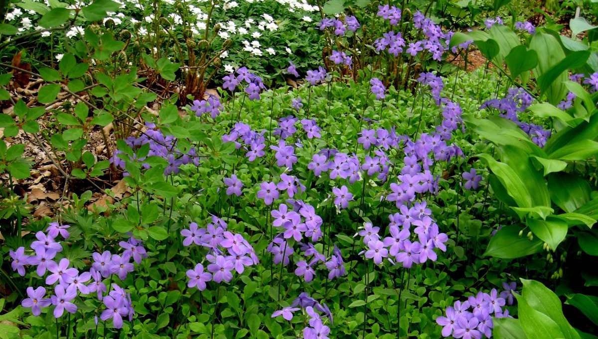 Флокс столоносный purpurea