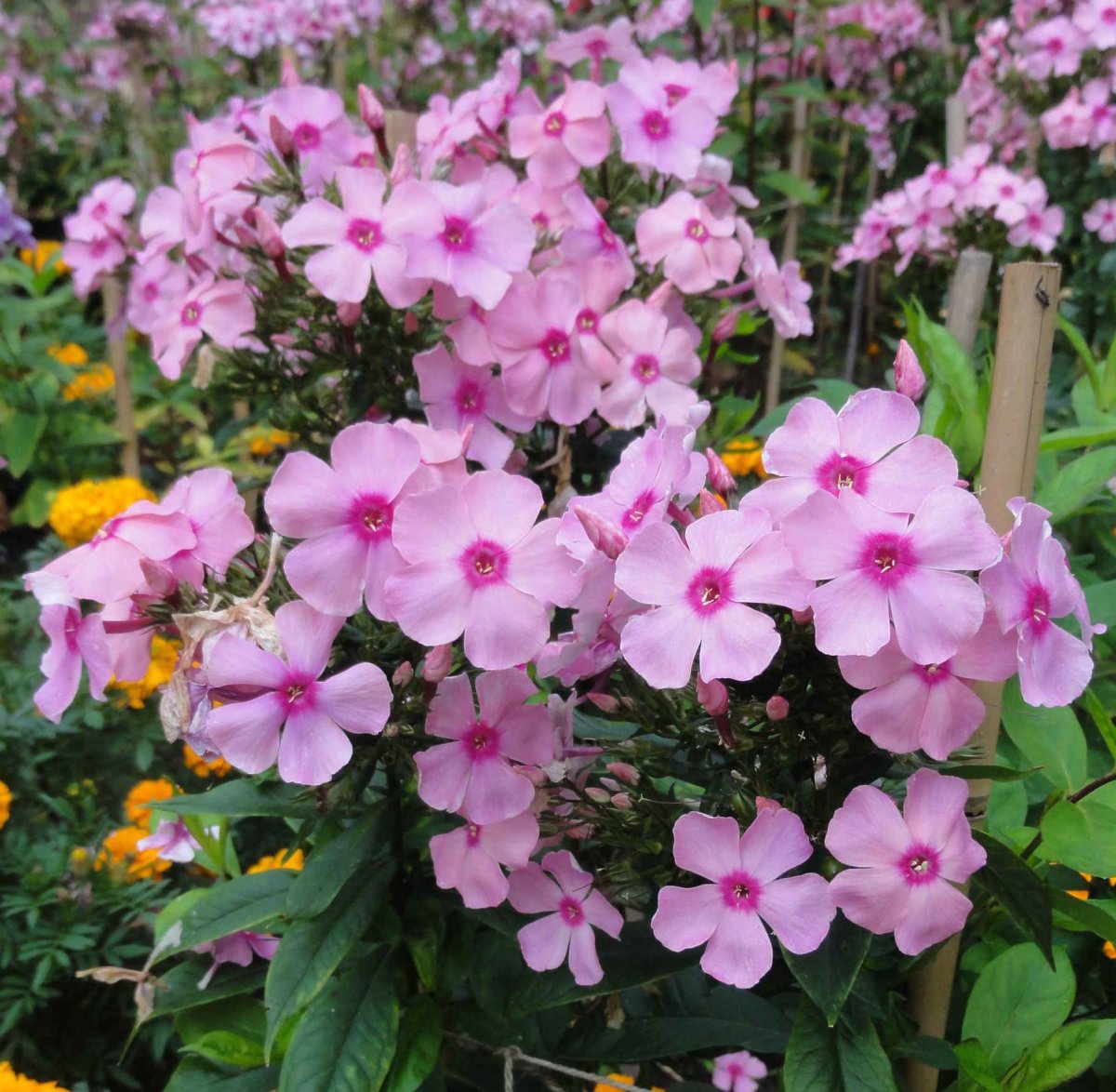 Phlox paniculata 'Herbstwalzer'