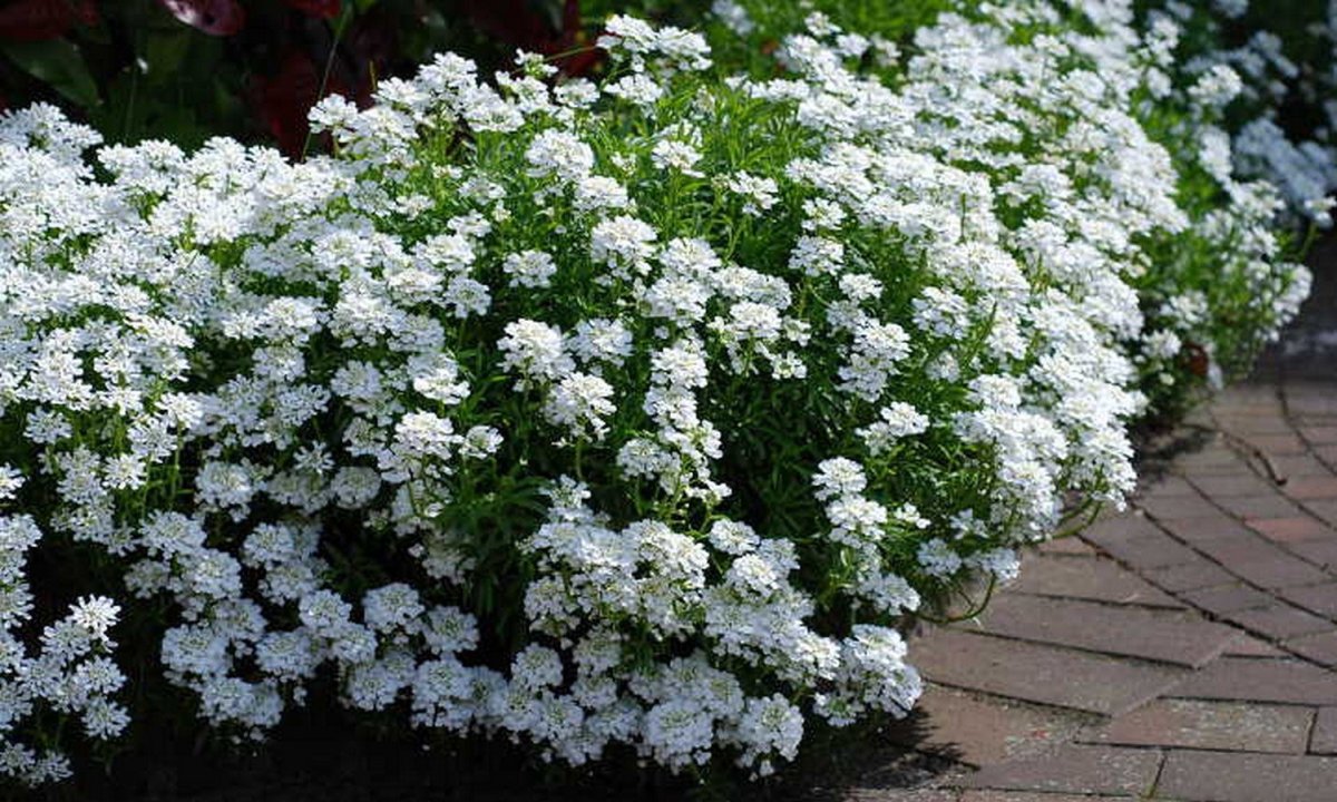 Иберис вечнозеленый — Iberis sempervirens
