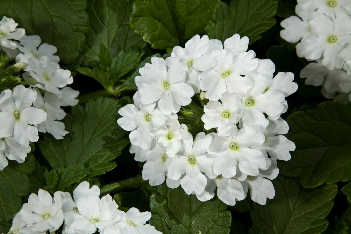 Вербена Vectura White
