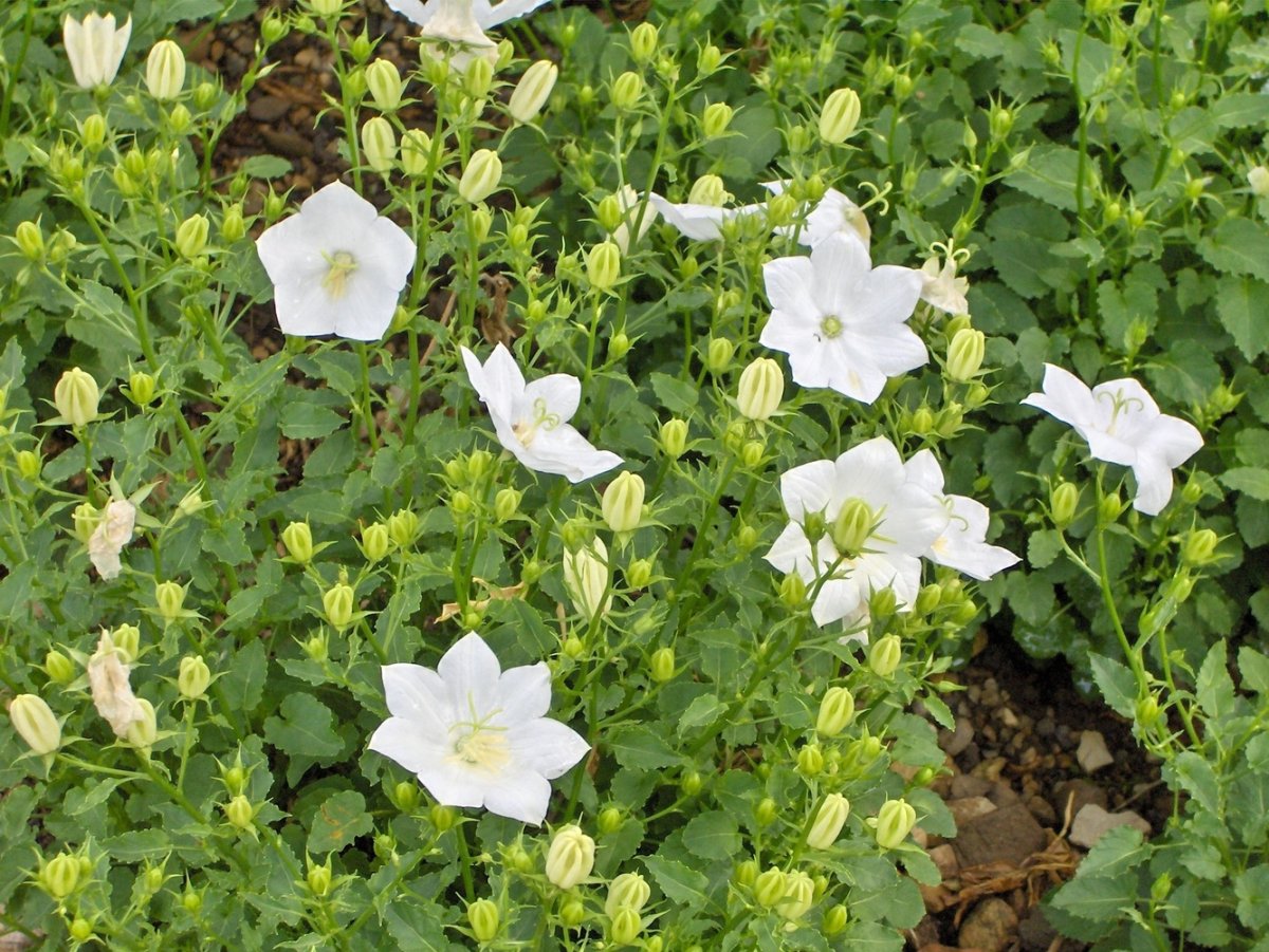 Колокольчик Карпатский Campanula Carpatica Pearl White
