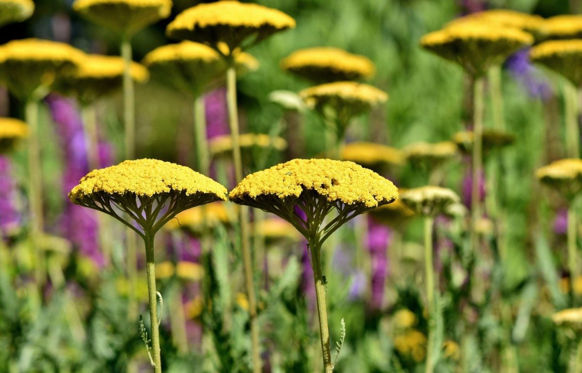 Milfoil Yellow