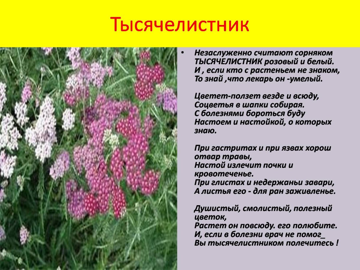 Тысячелистник противопаразитарное