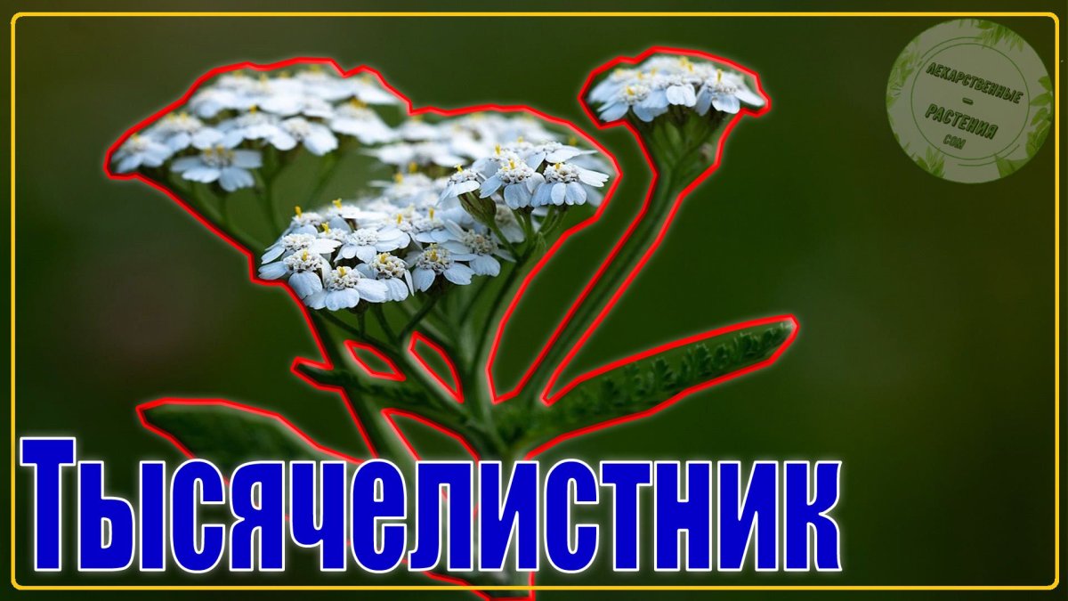Тысячелистник pretty woman