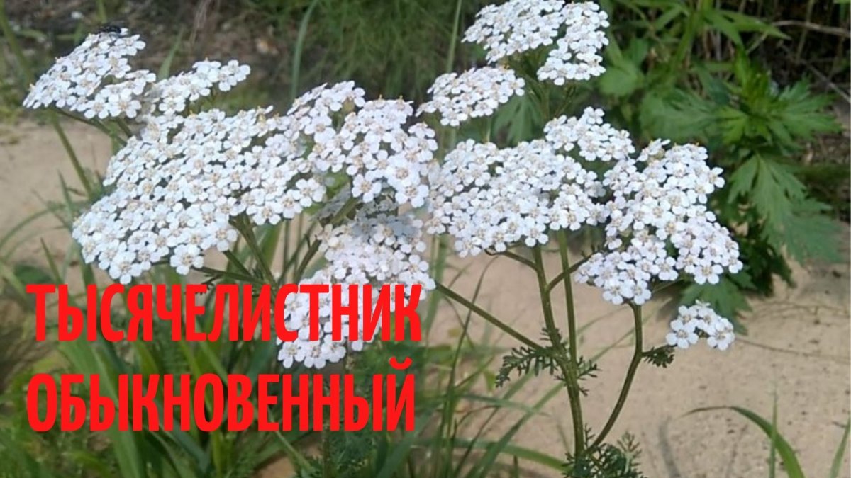 Тысячелистник растет в Казахстане