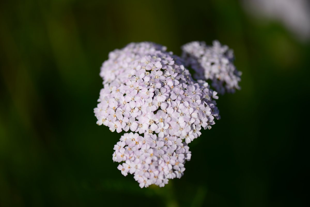 Белоголовник тысячелистник